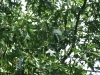 DSCF1074